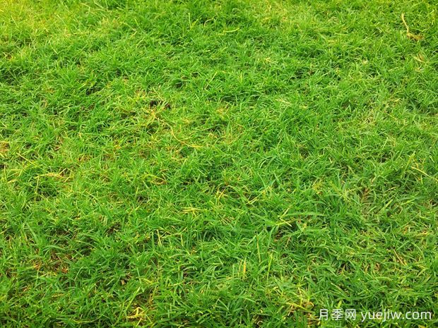夏季鋪草坪發(fā)黃干枯，如何提高草皮鋪植成活率？(圖1)