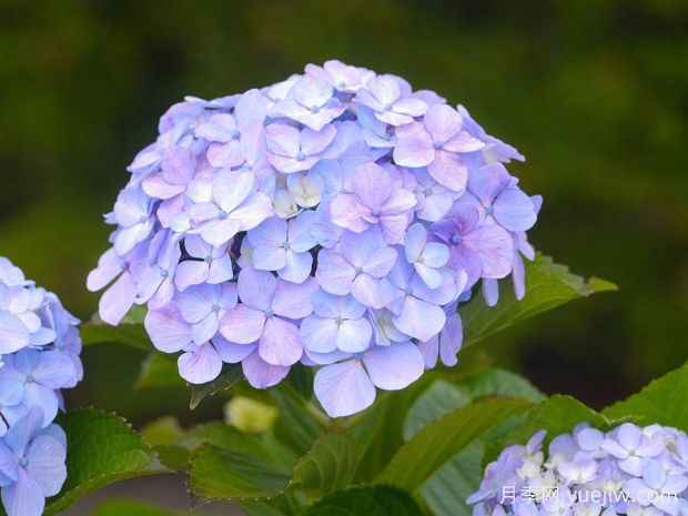 繡球生長習(xí)性、常見品種和四季養(yǎng)護(hù)要點(圖2)