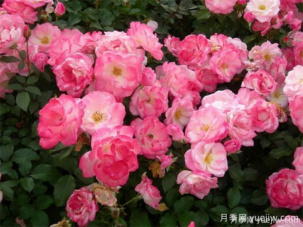 4種月季花量大生長快，適合打造藤本花墻拱門，新手也能養(yǎng)好(圖3)