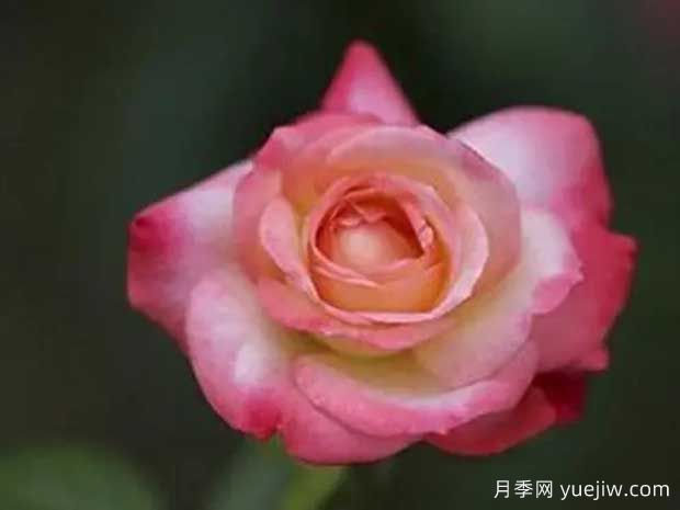 天國(guó)鐘聲月季(圖1)