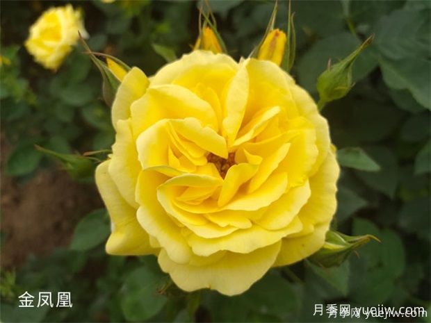 常見50個月季品種介紹，抗性好花不斷，可以買得到的經(jīng)典(圖2)