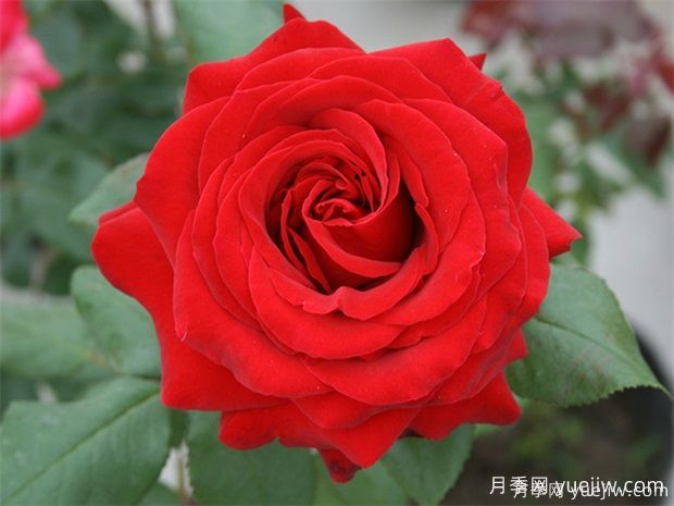 常見50個月季品種介紹，抗性好花不斷，可以買得到的經(jīng)典(圖4)