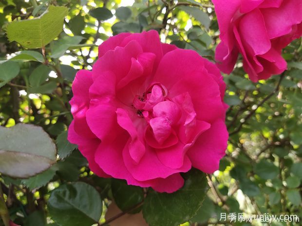 常見50個月季品種介紹，抗性好花不斷，可以買得到的經(jīng)典(圖6)