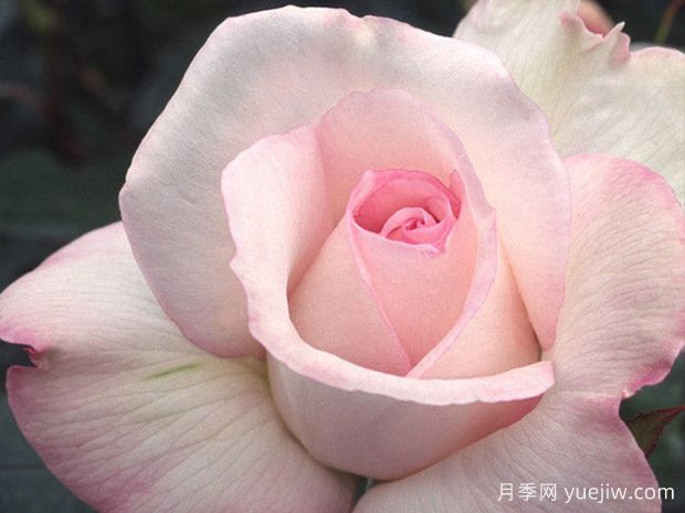 十大濃香月季排行榜，種一棵滿室飄香(圖9)