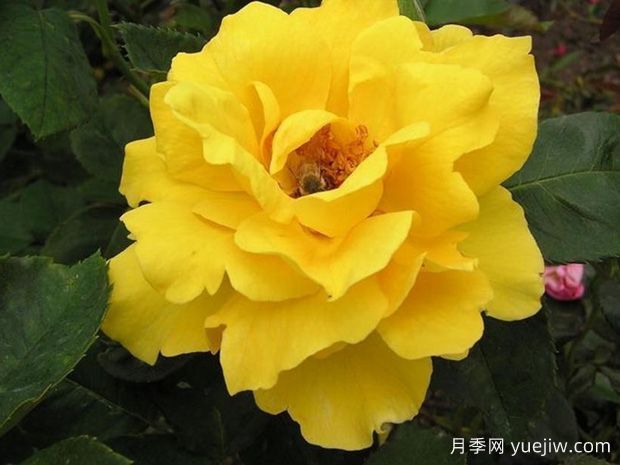 十大濃香月季排行榜，種一棵滿室飄香(圖6)