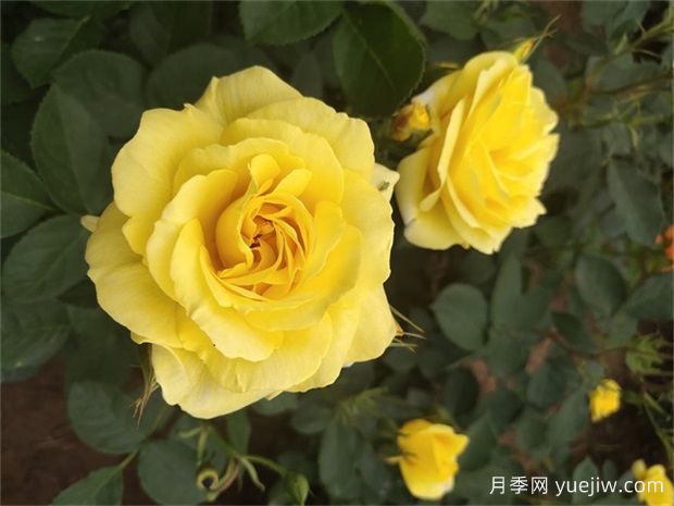 月季遇梅雨季怎么管理？做5個(gè)措施，再也不怕積水爛根(圖1)