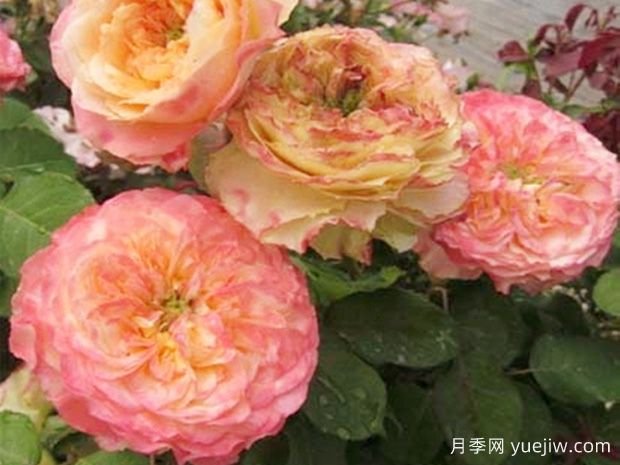 歐迪樂(lè)月季(圖1)