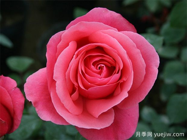 十個(gè)經(jīng)典大花月季品種介紹，花香濃郁，花朵大似巴掌(圖1)
