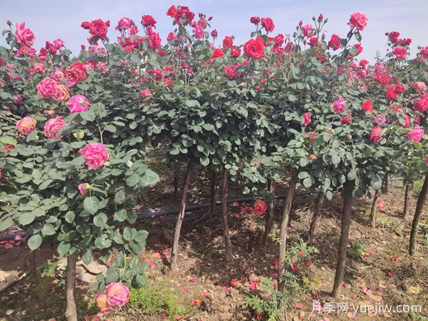 買什么月季花？月季樹花色花型多樣美麗極了(圖3)