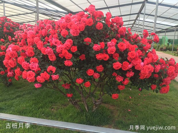 買什么月季花？月季樹花色花型多樣美麗極了(圖4)