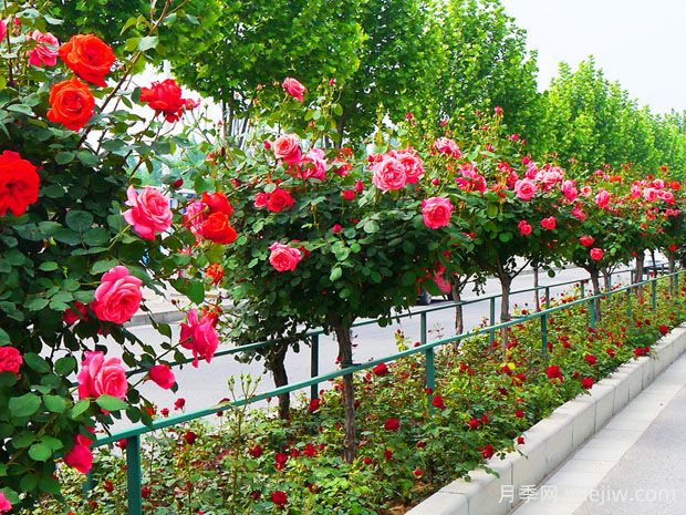 買什么月季花？月季樹花色花型多樣美麗極了(圖1)