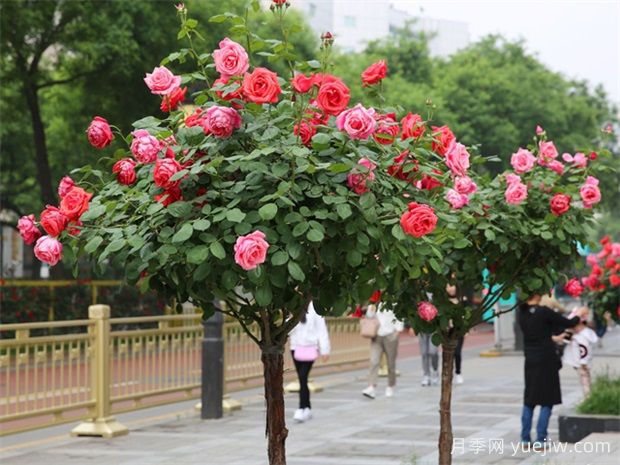 買什么月季花？月季樹花色花型多樣美麗極了(圖2)