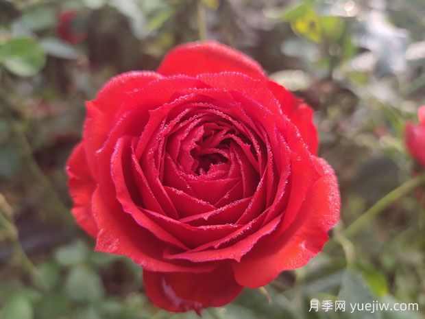 推薦10款適合陽臺種植的月季，長期花開不敗(圖1)