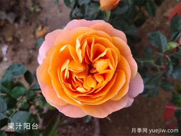 想養(yǎng)月季看這里，推薦這10種月季抗病強花量大花期長(圖1)