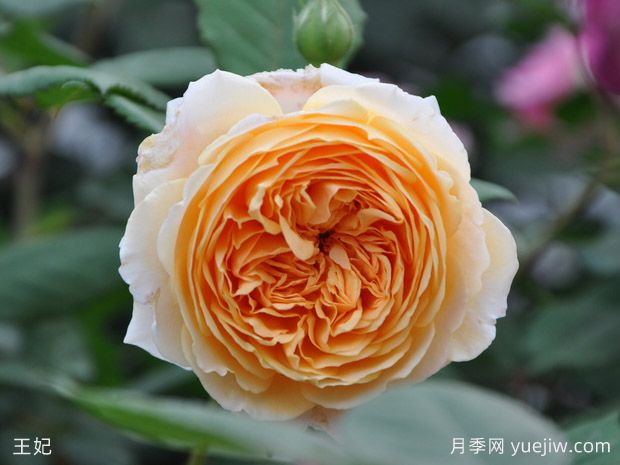 精選10個(gè)月季，紅黃粉白橙紫藍(lán)綠復(fù)色款月季花佩奇(圖1)