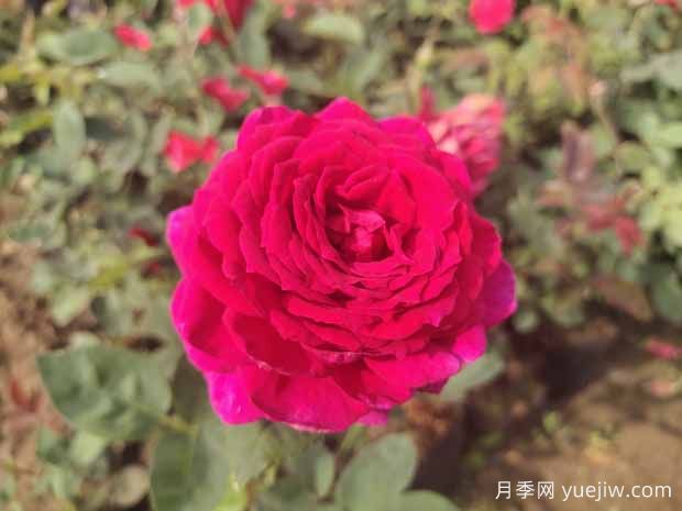 月季花有哪些觀賞和藥用價(jià)值？(圖1)