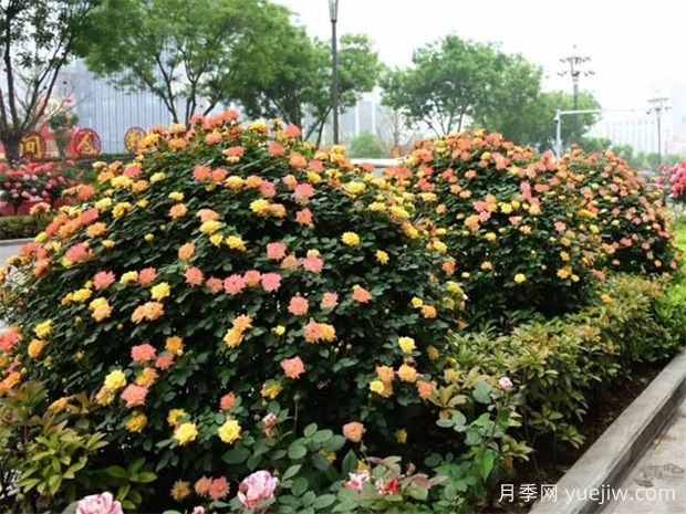 如何使用造型月季為主題打造迷人花園？(圖1)