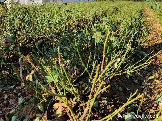 月季開花后如何進行正確的修剪？(圖1)