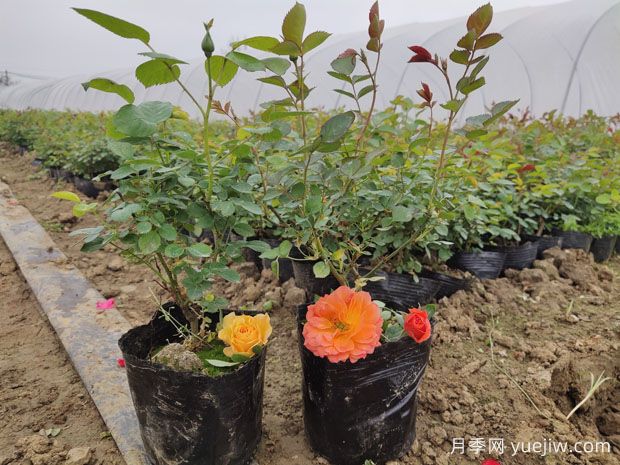月季如何把控開(kāi)花期？合理種植迎接花開(kāi)時(shí)刻(圖1)