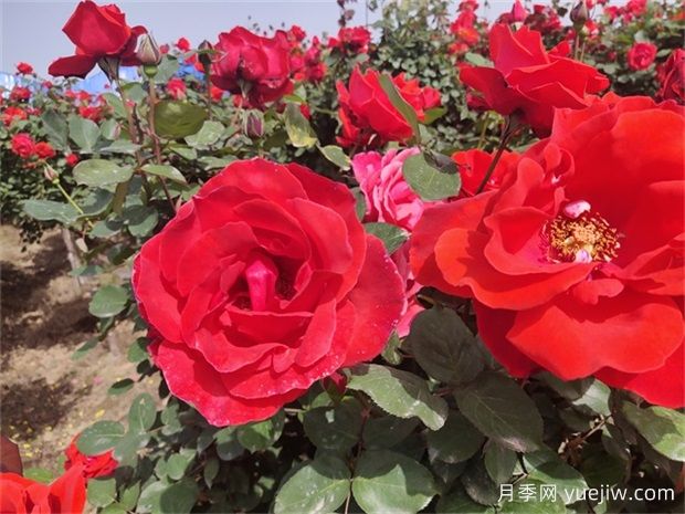 大花月季開花時間有多長？(圖1)