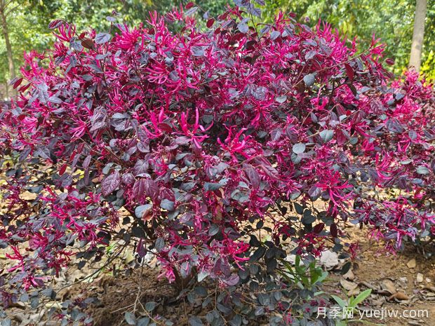 紅花繼木怎么種植？(圖1)