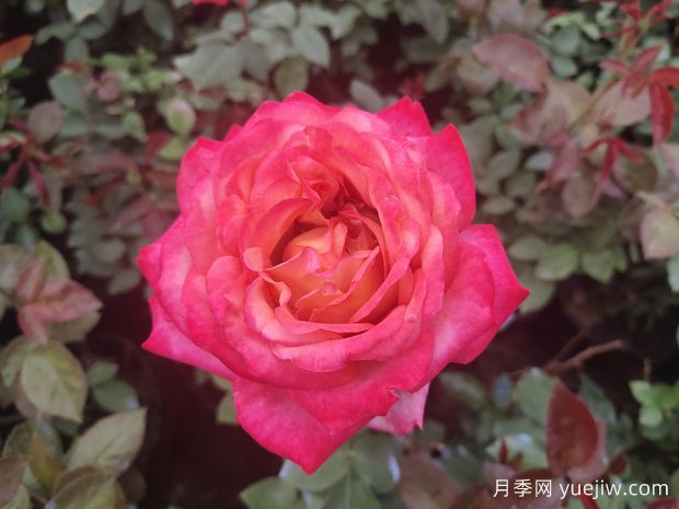 月季花什么時候開花？(圖1)