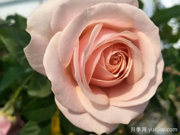 彗星王陽(yáng)臺(tái)月季(圖2)
