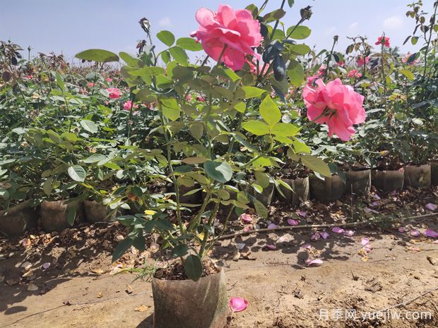 怎樣才能使盆栽月季花開不斷呢？(圖1)