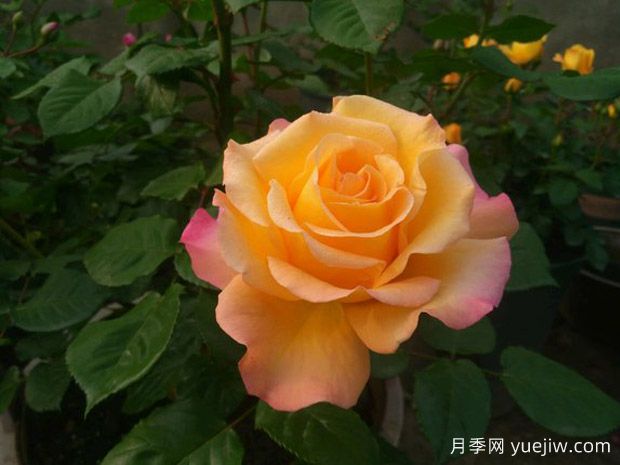 月季，真的是一月開一次嗎？(圖1)