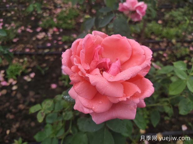 月季花養(yǎng)殖需要注意什么溫度與濕度？(圖1)