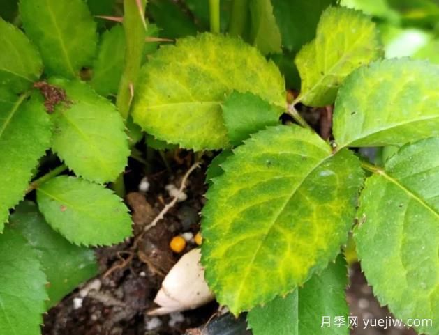 初冬月季出現(xiàn)大量黃葉，需要打藥嗎？(圖1)