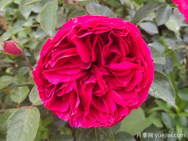 開爆花的3個(gè)大花藤本月季，輕松打造整面花墻(圖3)