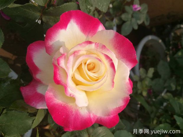 5款月季花，優(yōu)點(diǎn)多多惹人愛(圖1)