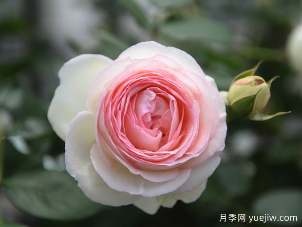藤本月季哪款月季惹人愛(ài)？必須是龍沙寶石(圖1)