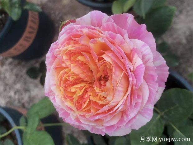 養(yǎng)月季，如何操作，才能花開不斷(圖1)