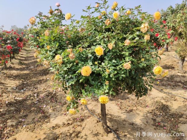 歐月樹狀月季基地批發(fā)，不一樣的月季樹(圖1)