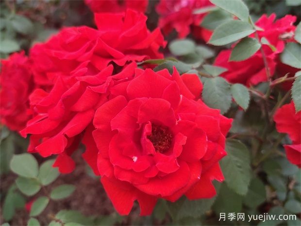 如何選擇適合自己的豐花月季品種？(圖1)