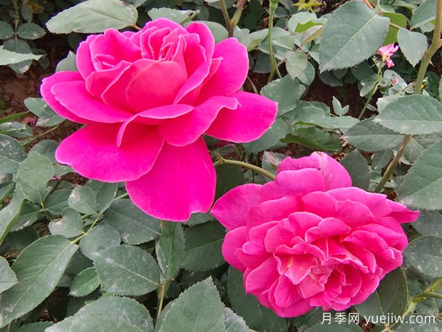 月季花的第二波花，如何讓花長得更好？(圖1)