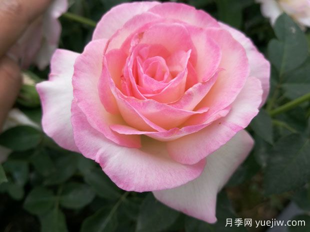 百種花語(yǔ)大全，傾聽(tīng)花卉的語(yǔ)言(圖1)