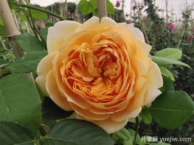 你認(rèn)為的玫瑰，其實是月季花(圖1)