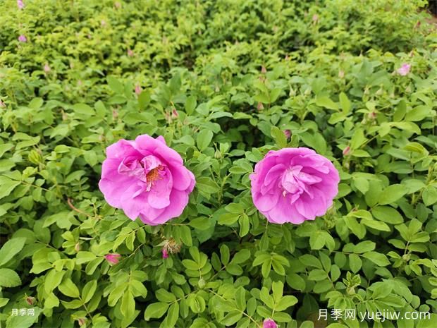 你認(rèn)為的玫瑰，其實是月季花(圖2)