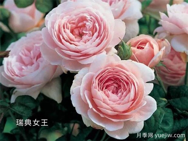 100種月季玫瑰品種圖鑒大全，你認識有沒有超過10個？(圖1)