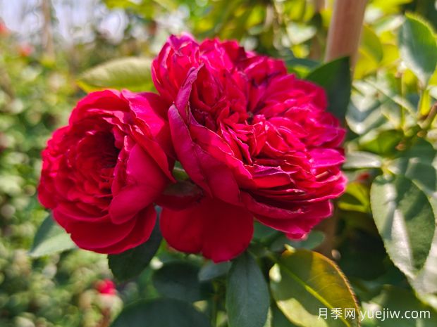 花量大到能遮陽的4種花卉，盆里加上阿司匹林，花比葉還多(圖1)