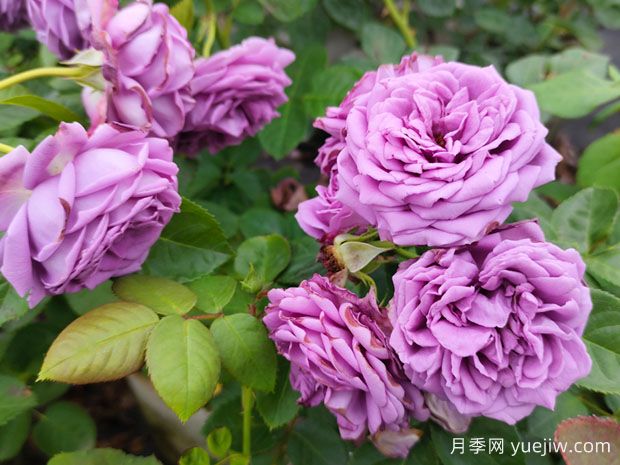 花店的玫瑰是切花月季，如何認(rèn)清月季與玫瑰、薔薇的區(qū)別(圖1)