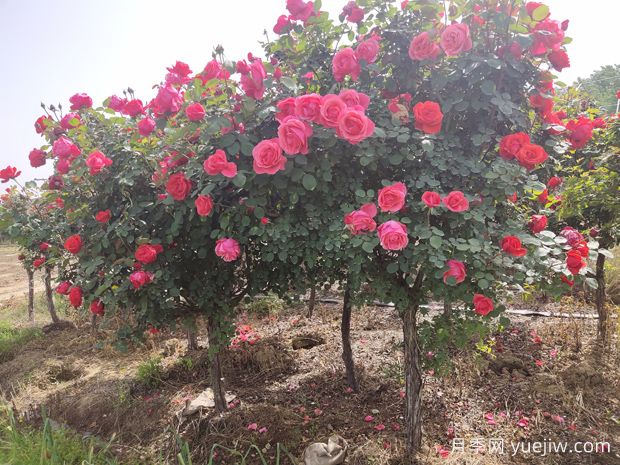 嫁接月季砧木用山木香好還是野薔薇好？(圖2)