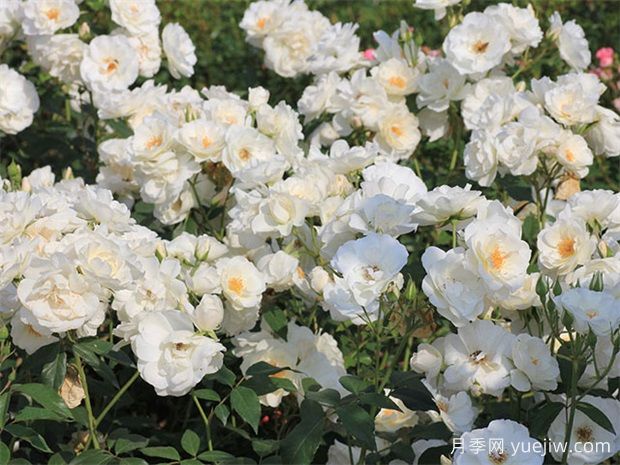 5個(gè)又耐陰又豐花的月季品種，花友有的選擇(圖1)