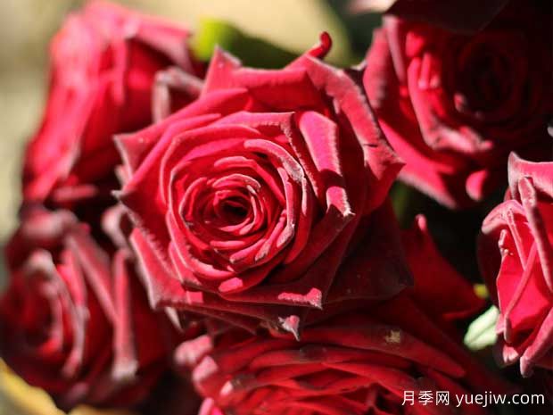5個(gè)又耐陰又豐花的月季品種，花友有的選擇(圖2)