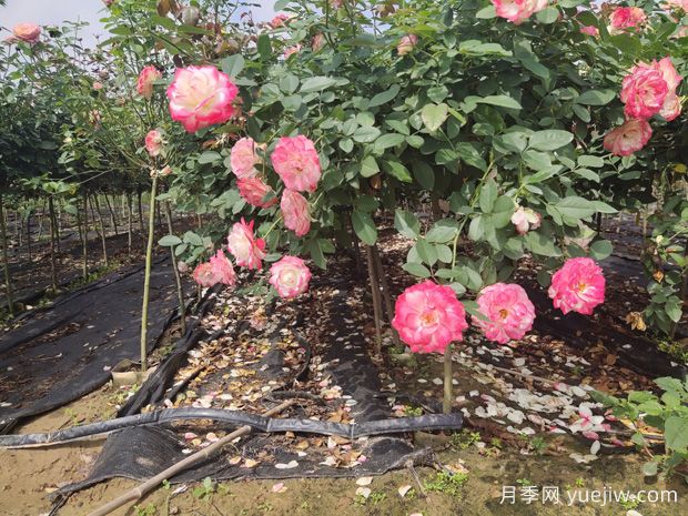 庭院首選棒棒糖樹狀月季，氣質(zhì)花卉，典雅大方(圖1)