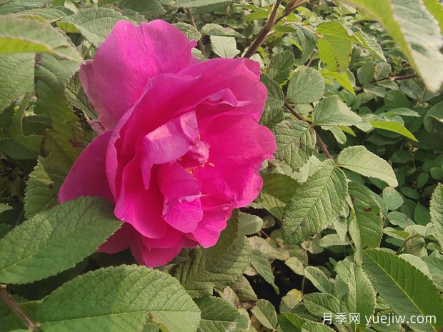 月季、玫瑰、薔薇，到底有什么區(qū)別？(圖2)