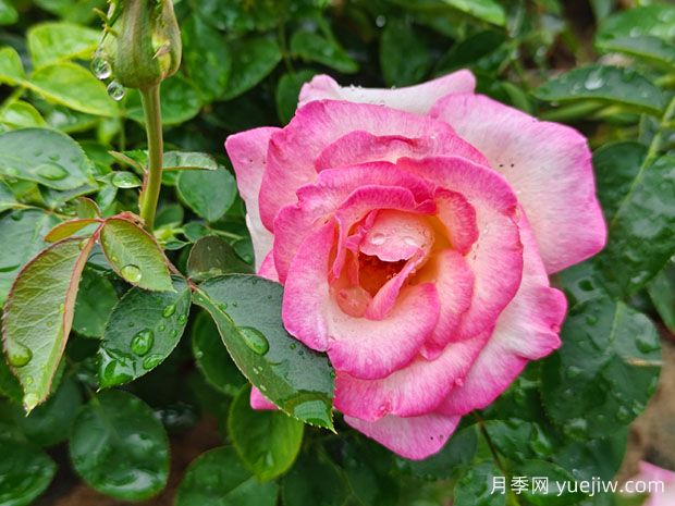 月季、玫瑰、薔薇，到底有什么區(qū)別？(圖1)
